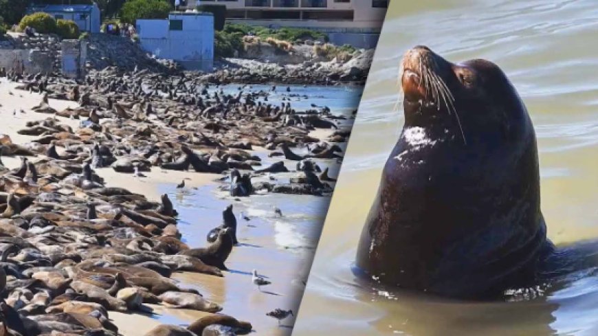 Sea lions take over California beach