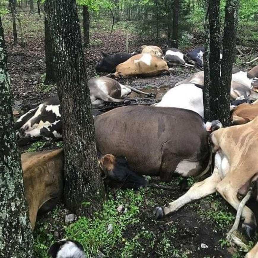 Unthinkable Tragedy Strikes: Farmer Stumbles Upon a Chilling Sight – 32 Dead Cows in a Shocking Pile