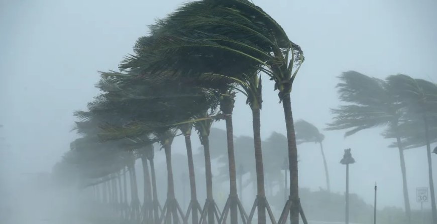 Animal Expert Warns Gators And Snakes Will Be Hidden Dangers In Hurricane Milton Aftermath