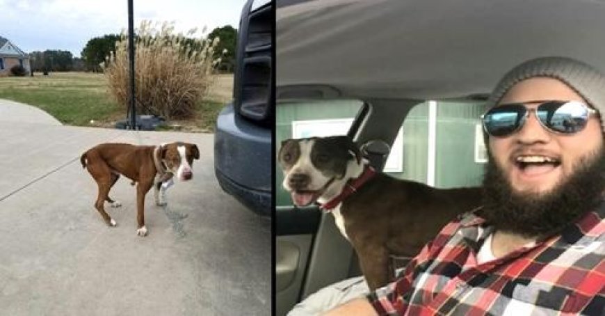 Bitter Ex Abandons Girlfriend’s Dog Across Country Real Man Steps Up