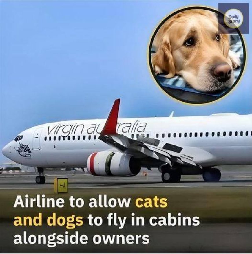 Airline Will Allow Dogs And Cats In The Cabins